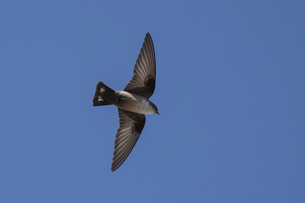 Eurasian Crag-Martin